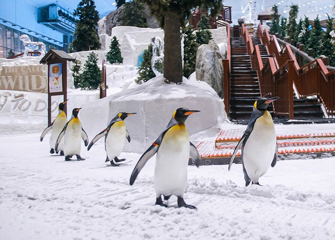  Last few weeks to enjoy Breakfast with Penguins at Ski Dubai!