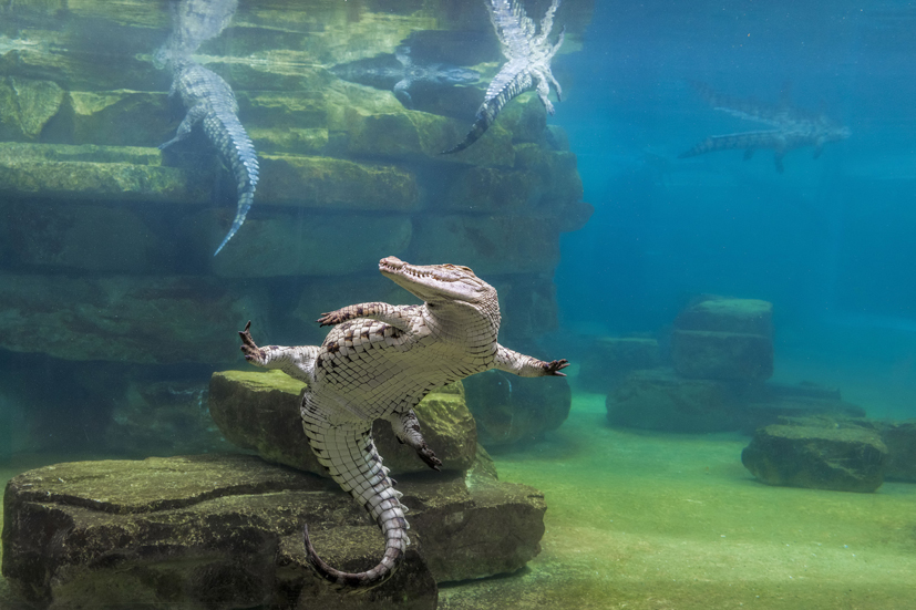 Dubai Crocodile Park Opens Its Doors