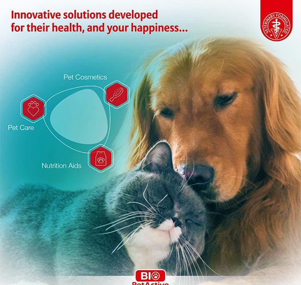 Keep your pet safe from Skin Allergies this Summer