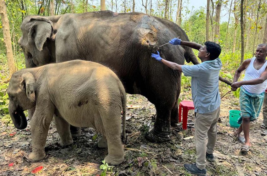  CITES highlights high standards at Vantara and strong Indian regulations