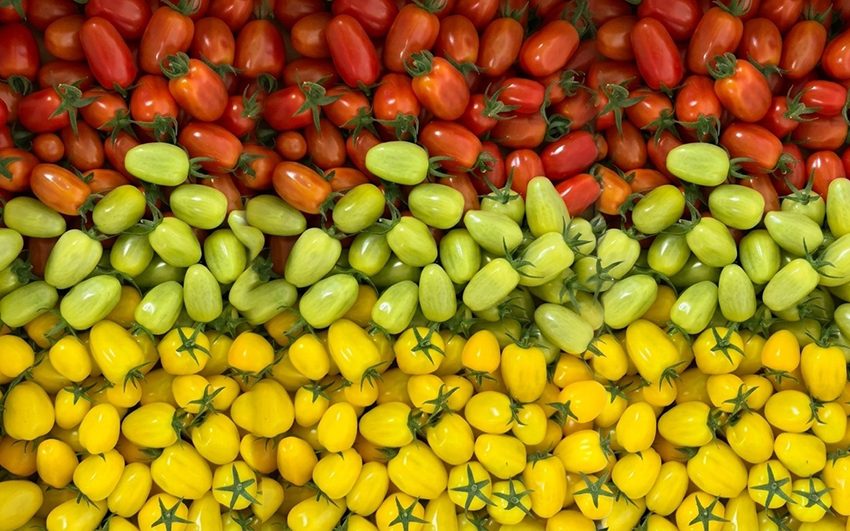   New Tomato Farm in Al Ain to Produce 150,000 Kgs of Fresh Tomatoes Annually, Strengthening the UAE’s Local Food Production